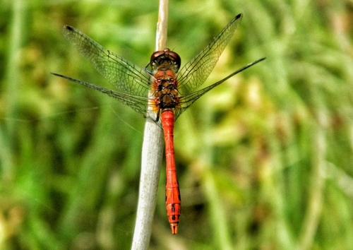 Ruddy Darter