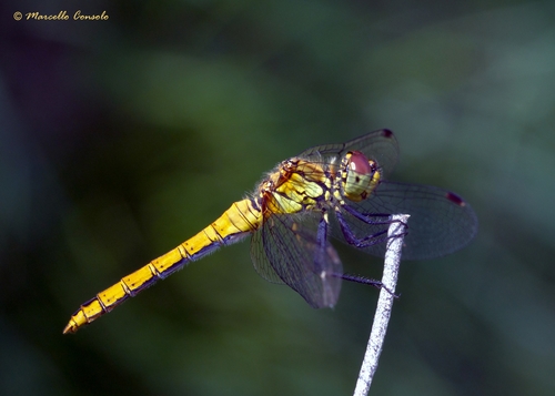 Ruddy Darter
