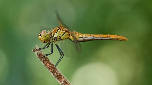 Ruddy Darter