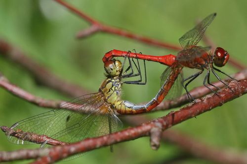 Ruddy Darter
