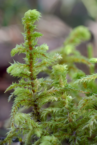 rough goose neck moss