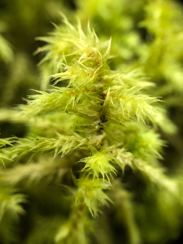 rough goose neck moss