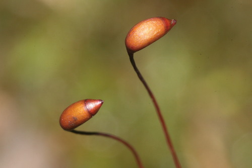 rough goose neck moss