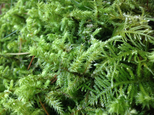 rough goose neck moss