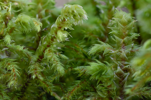 rough goose neck moss