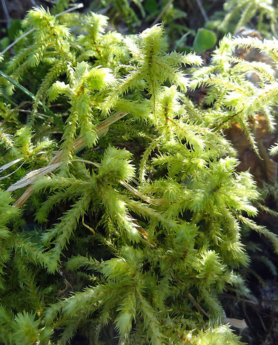rough goose neck moss