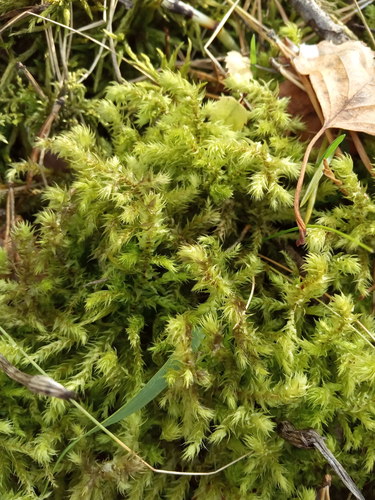 rough goose neck moss