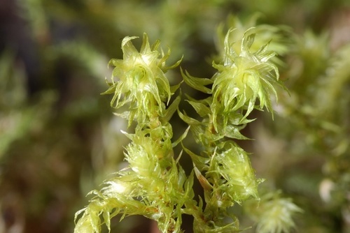 rough goose neck moss