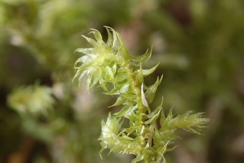 rough goose neck moss