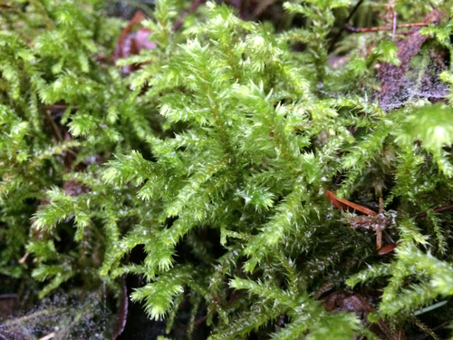 rough goose neck moss