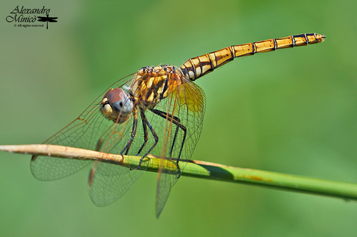 Violet Dropwing