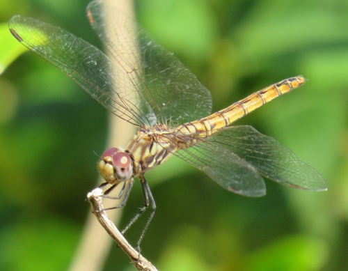 Violet Dropwing