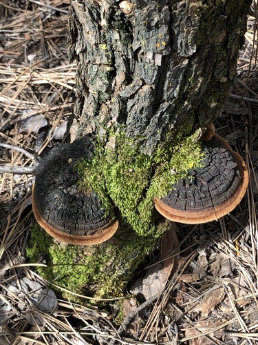 Cracked Cap Polypore