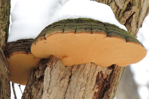 Cracked Cap Polypore
