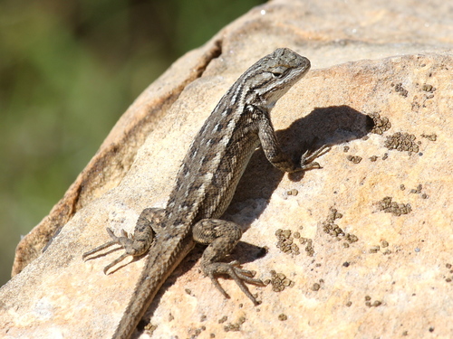 Plateau Fence Lizard