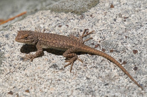 Plateau Fence Lizard