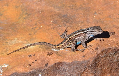 Plateau Fence Lizard