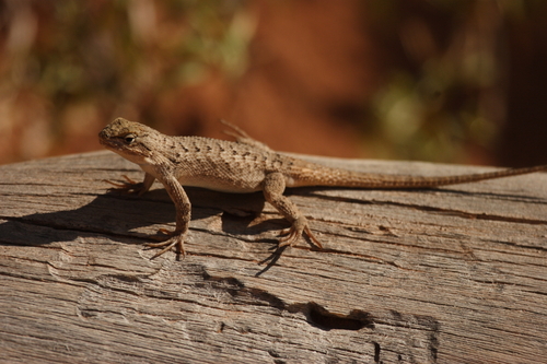 Plateau Fence Lizard