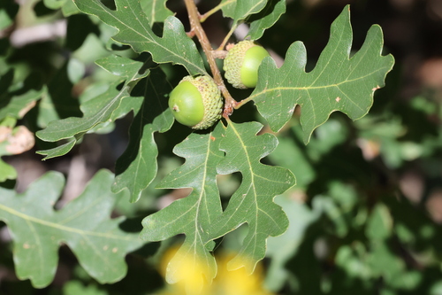 Gambel Oak