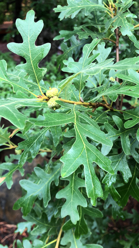 Gambel Oak