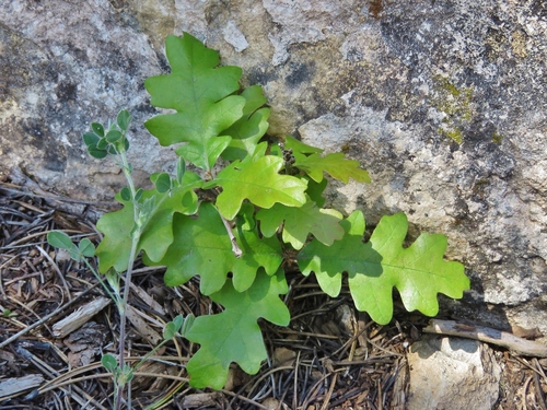 Gambel Oak