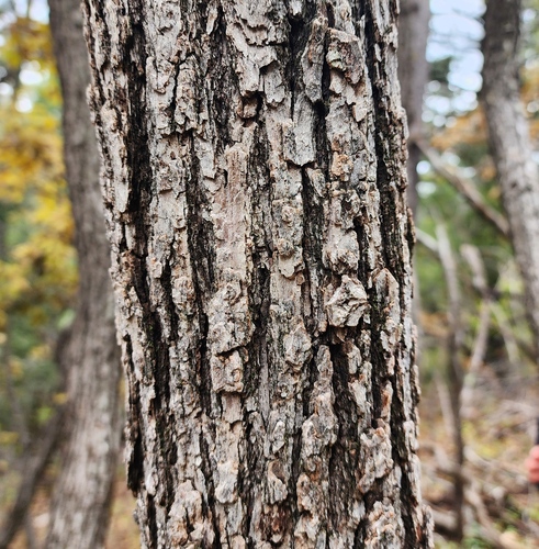 Gambel Oak