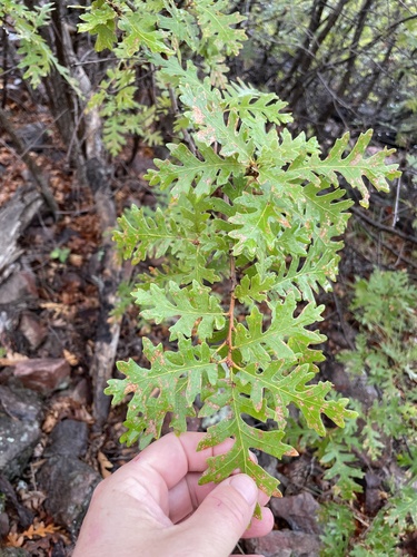 Gambel Oak