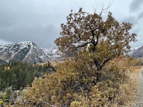 Gambel Oak