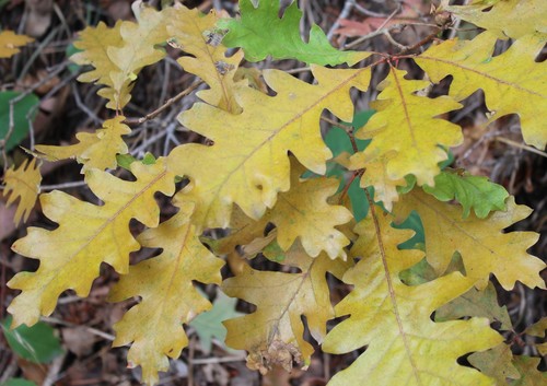 Gambel Oak