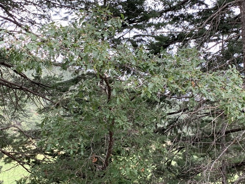 Gambel Oak