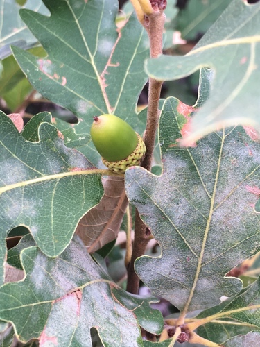 Gambel Oak