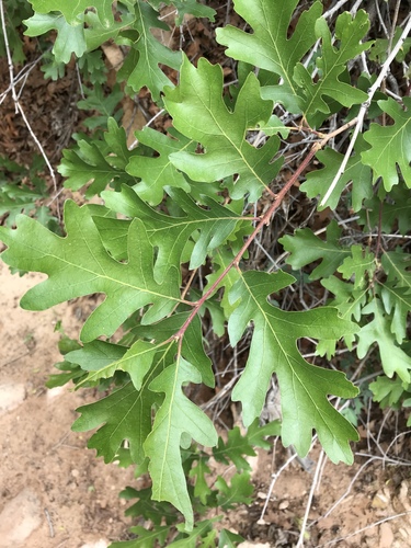 Gambel Oak