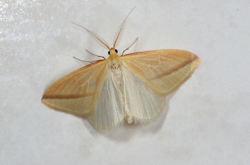 Vestal