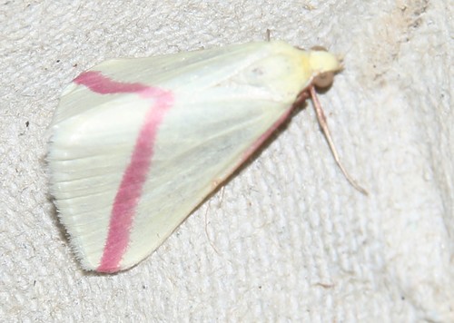 Vestal