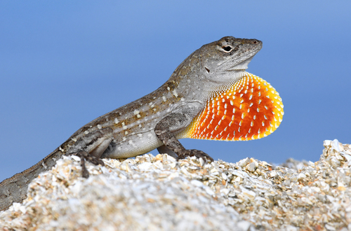 Brown Anole