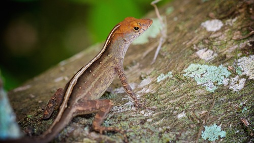 Brown Anole