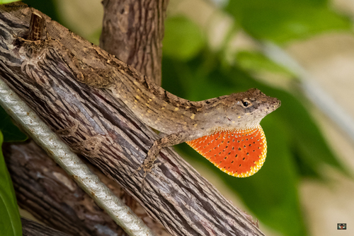 Brown Anole