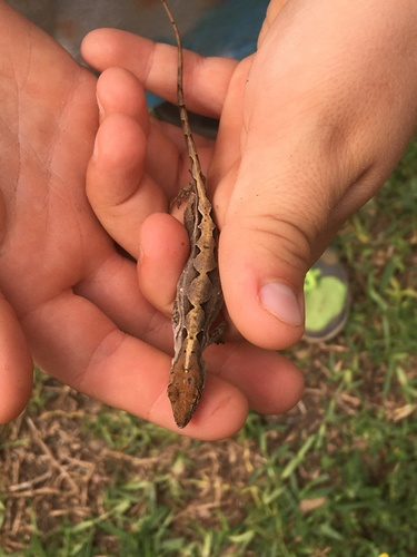 Brown Anole