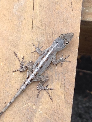Brown Anole