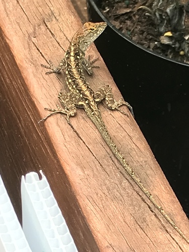 Brown Anole