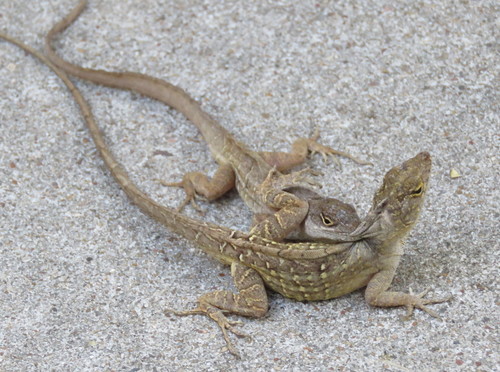 Brown Anole