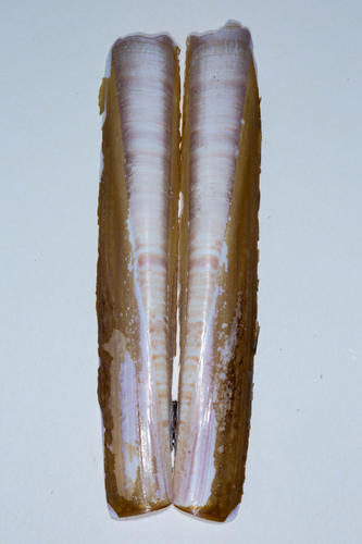 Ensis