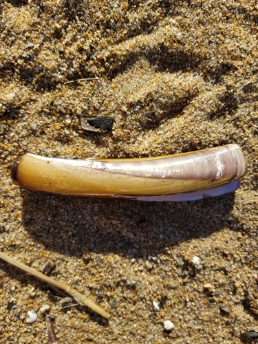 Ensis