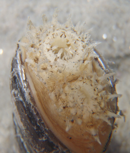 Ensis