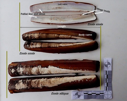 Ensis