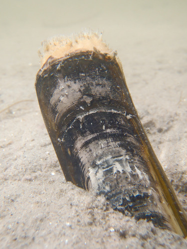 Ensis