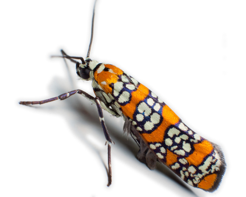 Ailanthus Webworm Moth