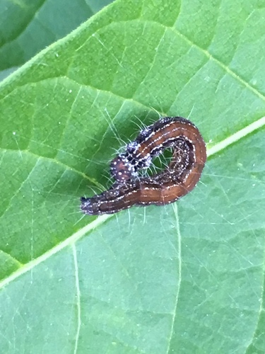 Ailanthus Webworm Moth