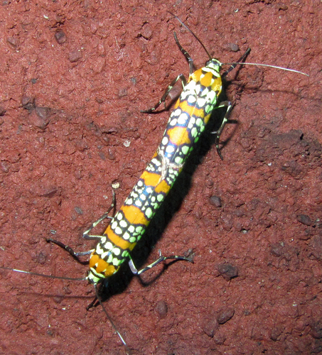 Ailanthus Webworm Moth