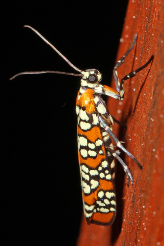 Ailanthus Webworm Moth